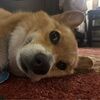 sydney_lai